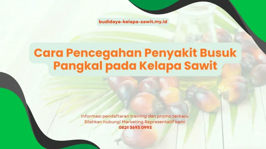 PELATIHAN CARA PENCEGAHAN PENYAKIT BUSUK PANGKAL PADA KELAPA SAWIT JAKARTA